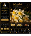 عطر نرگس اعلا | رایحه گل نرگس