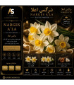 عطر نرگس اعلا | رایحه گل نرگس